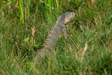 Iguane vert , Iguane commun, Iguana iguana