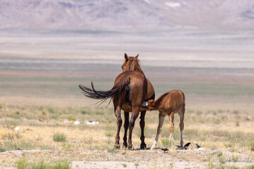 Obraz premium Wild Horse Mare and Foal in the Utah Desert