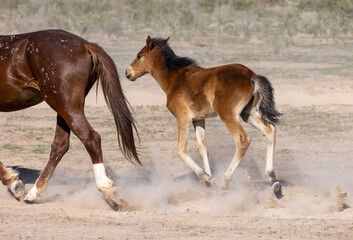 Obraz premium Wild Horse Mare and Foal in the Utah Desert