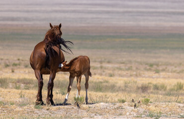 Wild Horse Mare and Foal in the Utah Desert