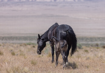 Wild Horse Mare and Foal in the Utah Desert
