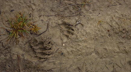Natural dark background. Footprints of the badger in the mud.