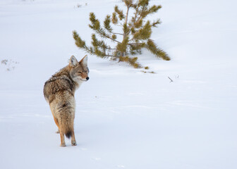Coyote pauses to look back in Yellowstone National park in winter