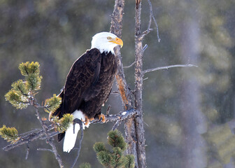 Bald Eagle perched on a branch in Yellowstone National park in winter
