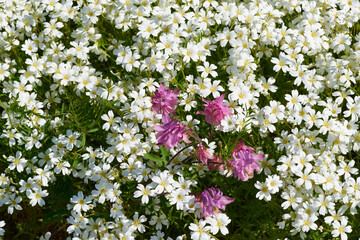 Große Sternmiere (Stellaria holostea) und Gemeine Akelei oder Gewöhnliche Akelei (Aquilegia vulgaris)	