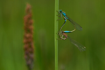 Blaue Federlibelle (Platycnemis pennipes) bei der Kopulation	