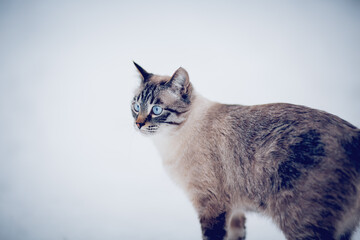 Portrait of a Thai cat in winter.