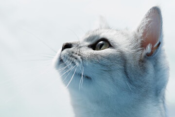 Britisch Kurzhaar Katze, white tabby