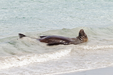 Ein junger Australischer Seelöwe liegt auf dem Rücken im Flachwasser am Strand