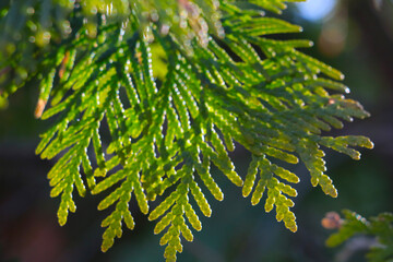 Out of focus, blurry background. A green branch of juniper in the park in the spring.