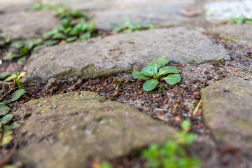 weeds on a sidewalk in spring