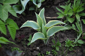 Hostas flowers for a shady garden.