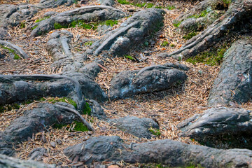 Large tree roots stick out of the ground in a forest or park.