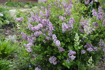 Garden flowers are blooming. Blooming flowers and plants. 