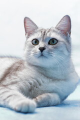 Fototapeta na wymiar Britisch Kurzhaar Katze
