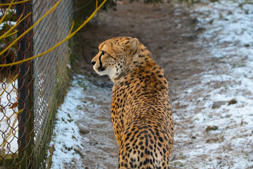 Close-up on a cheetah sitting on the snow in the park.