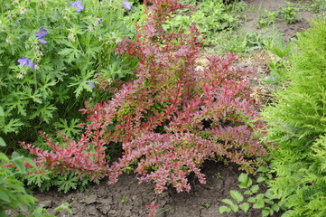 Garden flowers are blooming. Blooming flowers and plants. 