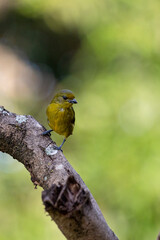 A female of a tropical bird Violaceous euphonia as know as gaturamo perching in a branch tree.  Green background, Species Euphonia violacea. Birdwatching. Animal world. Yellow bird.