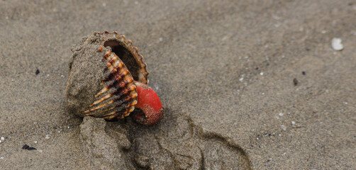 Marine dark background. Acanthocardia tuberculata open dirty shell with red leg out on dark beach sand.