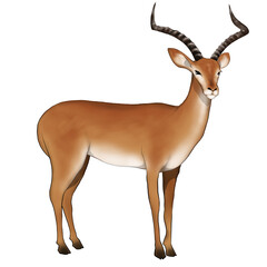 Illustration of impala on white 