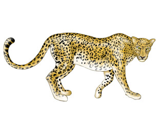 Illustration of cheetah Isolated on white 