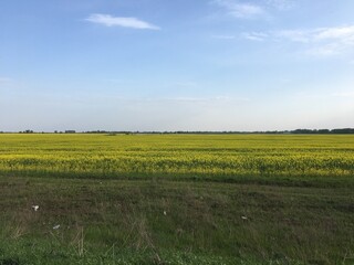 field of flowers