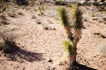 Mountains, Utah, Zion, Snow, Winter 