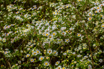 Large bush of flowering daisies