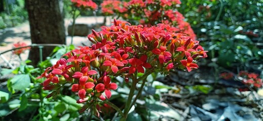 Red flowers in the garden 
