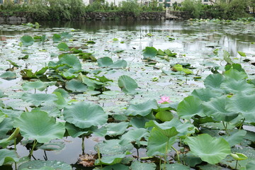 A lotus flower in the pond