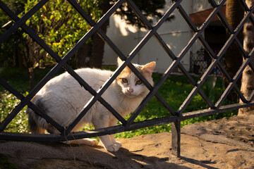 Weiße Katze am Zaun.