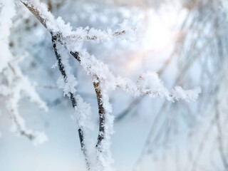 Snowy branches in the magical sunset light, Magical natural background