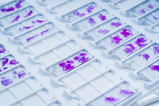 Rows of microscope glass slide in the cells
