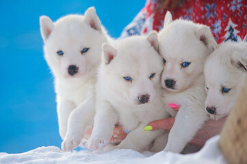 Cute little siberian husky pups