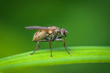 Detailed Close-up of Brown Muscidae Fly on Grass with Blurred Green Background 