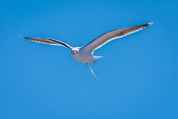 Single Flying Seagull Bird Pooping Against Blue Sky