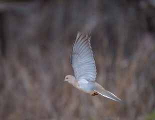Single Mourning Dove Bird in Flight Against Blurred Brown Background