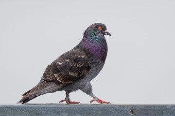 Single Rock Pigeon Bird with Iridescent Colors walking in front of Blurred Gray Background
