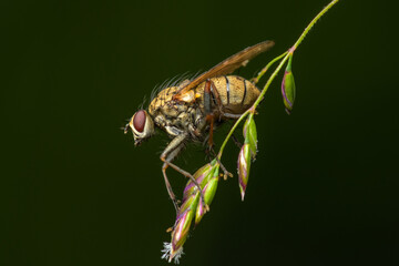 Detailed Close-up of Brown Muscidae Fly on Grass with Dark Background 