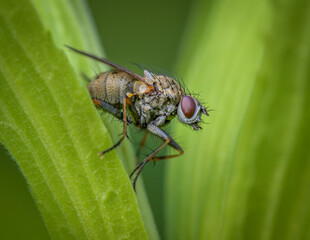 Detailed Close-up of Brown Muscidae Fly on Blade of Green Grass 