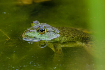 Green Frog with Reflection Sitting Still in Calm Water 