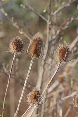 Thistle seed head in close up with blurred back ground  