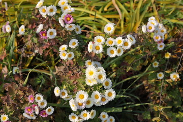 Chrysanthemums, sometimes called mums or chrysanths, are flowering plants of the genus...