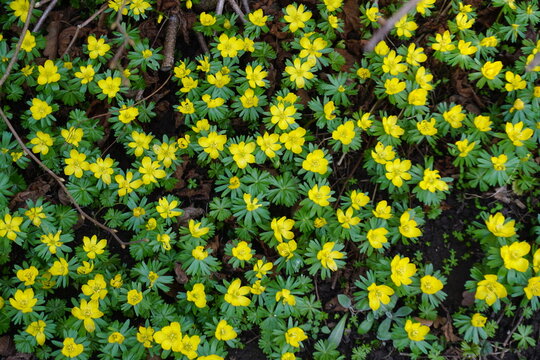 Gelbe Winterlinge in der Natur im Winter