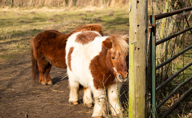 Shetland ponies (Equus caballus)  in a small field in the Norfolk countryside
