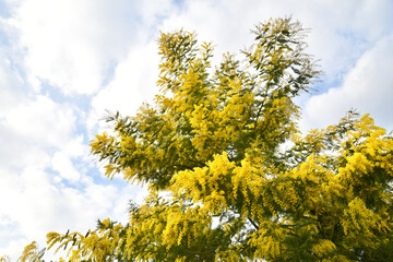 Fototapeta na wymiar yellow mimosa flowers on the plant. Mimosa blossoms in italy in February