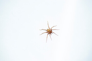 Spider on a white background close-up. Tegenaria domestica.