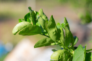 Lemon leaves after rainny. green lemon leaves