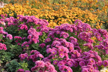 Chrysanthemums, sometimes called mums or chrysanths, are flowering plants of the genus...