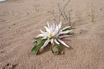 sand flower